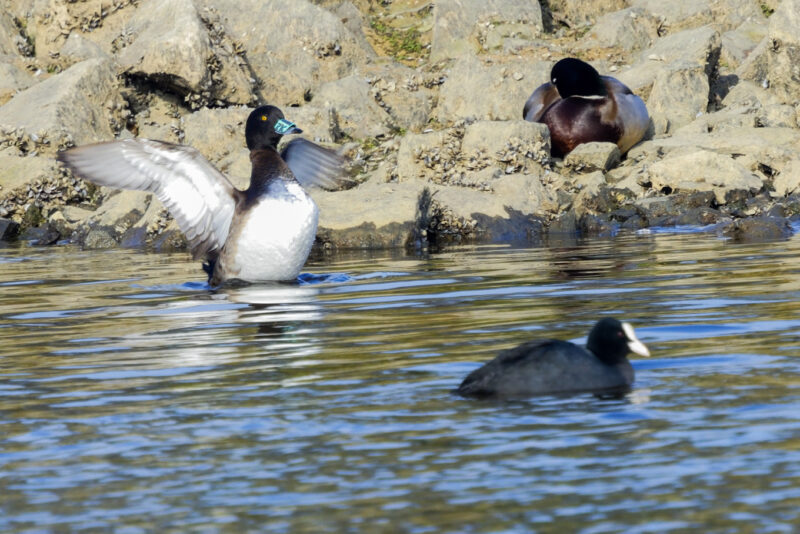 Fuligule morillon femelle